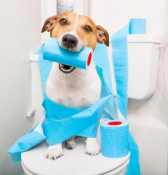 POTTY TRAINING 101: THE ULTIMATE GUIDE TO AN ACCIDENT-FREE HOME