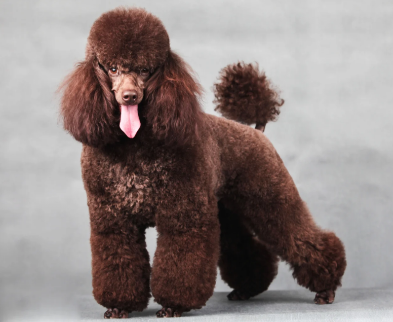 THE POODLE: BEYOND THE HAIRCUT – DISCOVERING THE WORLD’S SMARTEST COMPANION