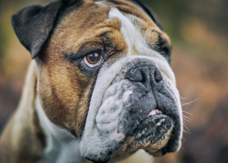 THE TOP 10 “LOW-SPEED” DOG BREEDS: WHY THESE 10 GOOFBALLS ARE ACTUALLY GENIUSES AT STEALING HEARTS