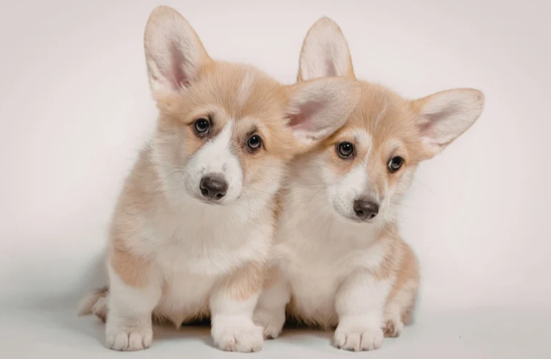 THE CORGI CRAZE: WHY AMERICA IS OBSESSED WITH THESE LOW-RIDER LEGENDS