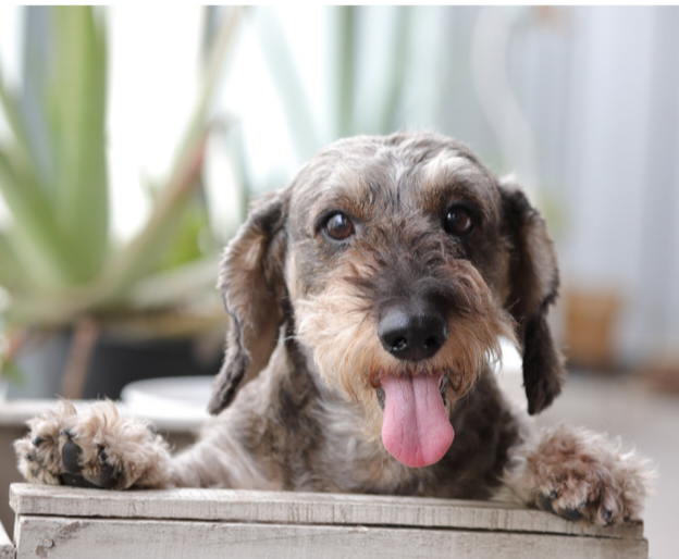 THE DACHSHUND DOMINATION: WHY THE “WIENER DOG” IS OFFICIALLY CONQUERING AMERICAN HEARTS (AND HOMES)