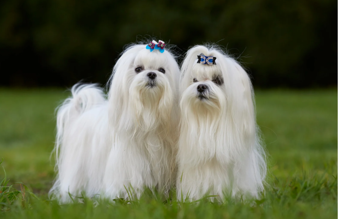 10 BEST DOG BREEDS FOR SINGLE WOMEN LIVING IN SMALL APARTMENTS