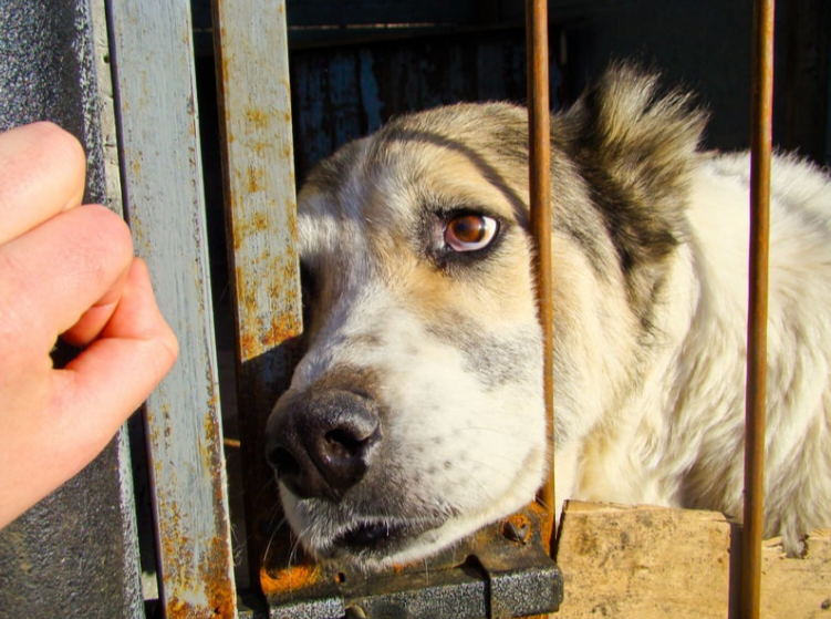 THE UNTOLD TRUTH ABOUT SHELTER DOGS: A HEARTBEAT BEHIND BARS