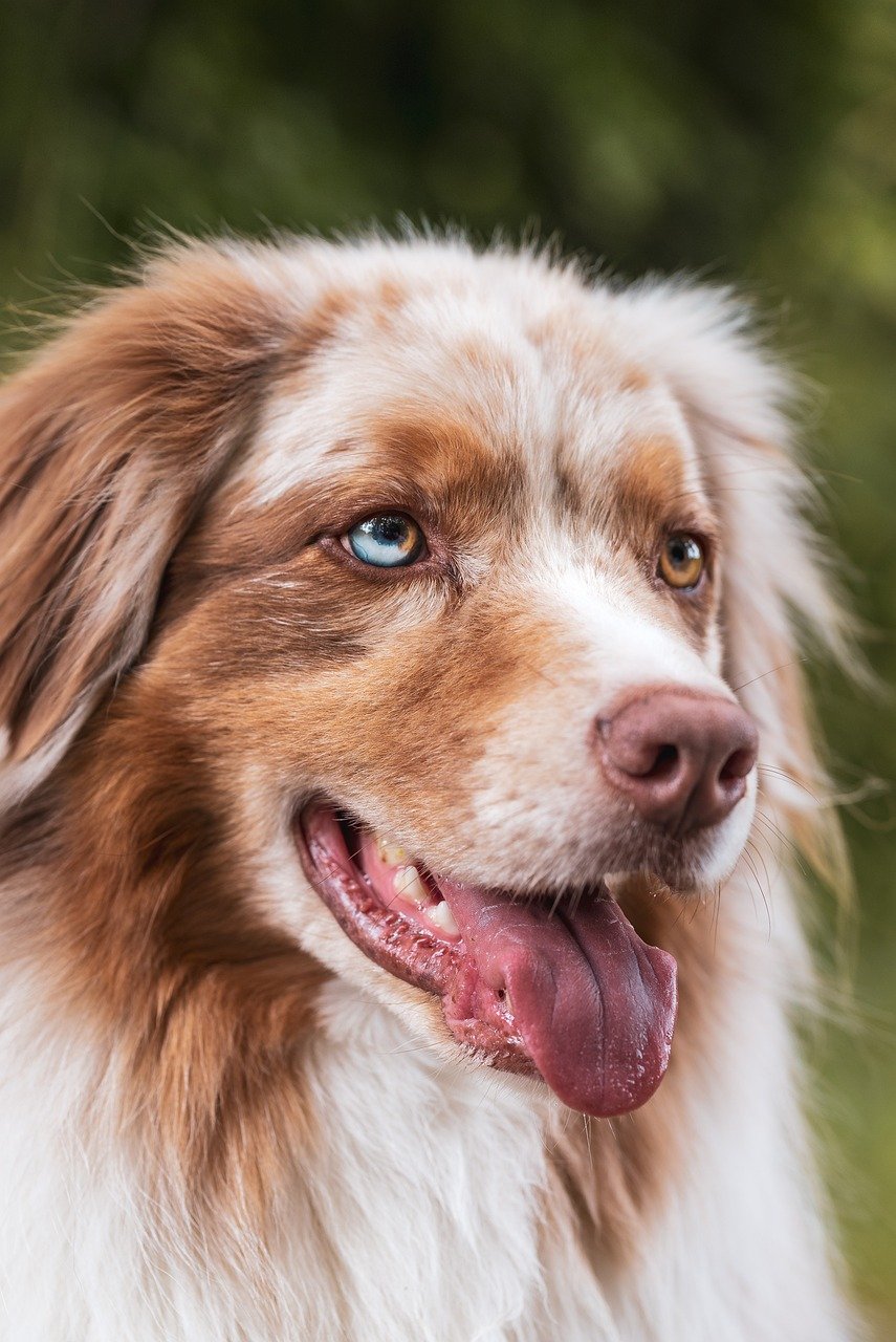 THE MINIATURE AMERICAN SHEPHERD: THE BLUE-EYED GENIUS TAKING AMERICA BY STORM
