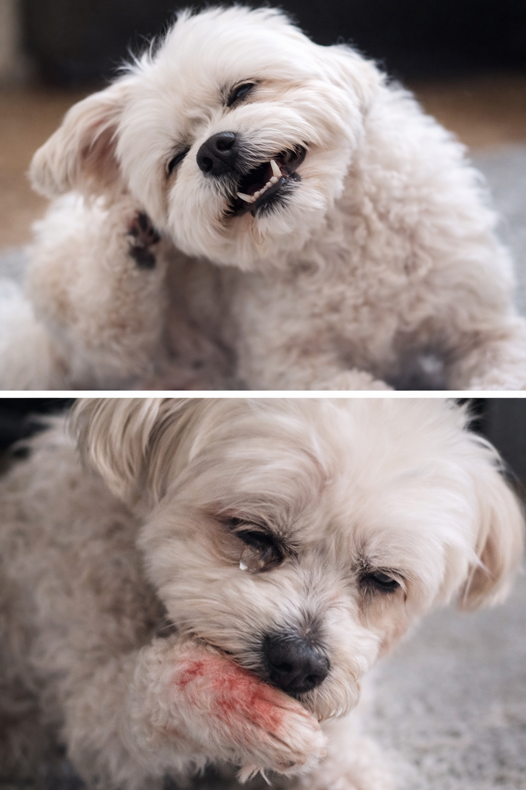 THE ITCHY DOG MYSTERY: WHY YOUR BEST FRIEND CAN’T STOP SCRATCHING AND HOW TO FIX IT FOR GOOD