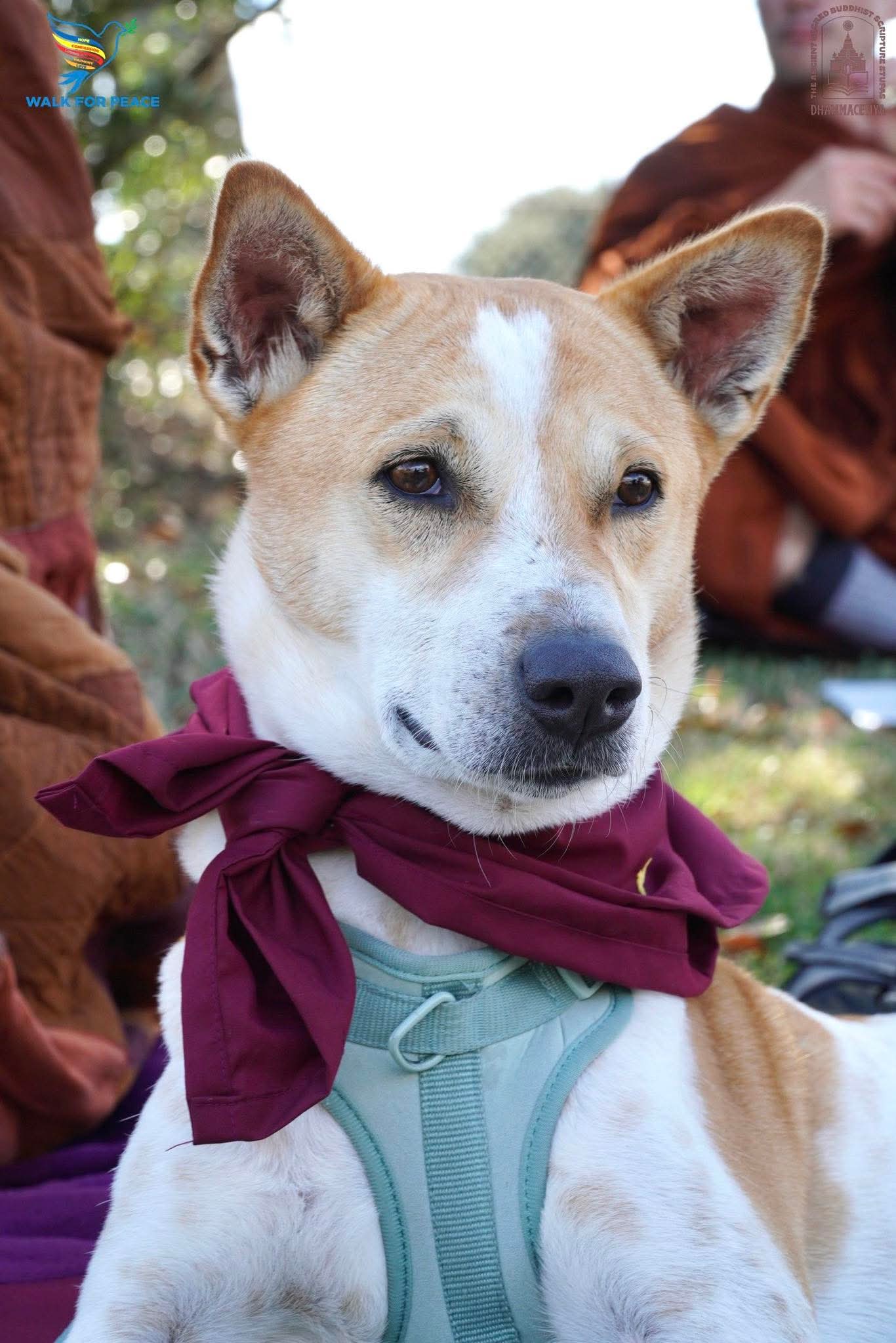 THE PAWS THAT WALK FOR PEACE: THE LEGENDARY JOURNEY OF ALOKKA AND THE MONK